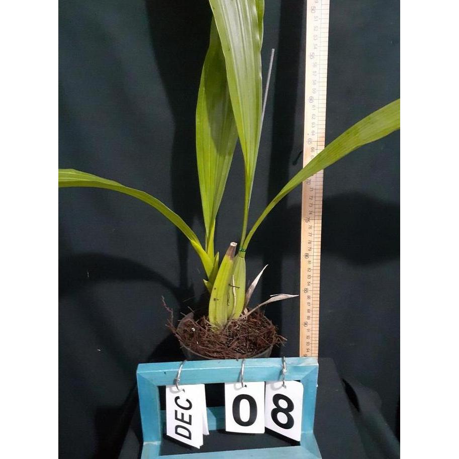 Flwr- [ Dewasa ] Coelogyne Asperata Anggrek Mutiara Eksotis Dari Kalimantan, Siap Berbunga