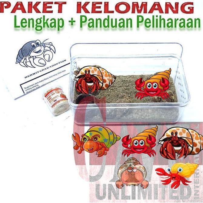 Toypuy- Paket Edukasi Mainan Anak Kelomang Keong Kumang Umang Kecil Mini