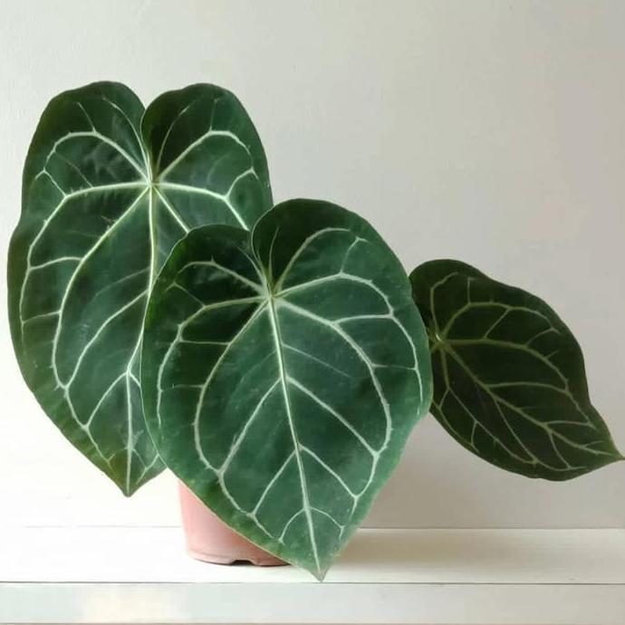 ASLI Anthurium magnificum / kuping gajah ng kotak size jumbo READY STOCK