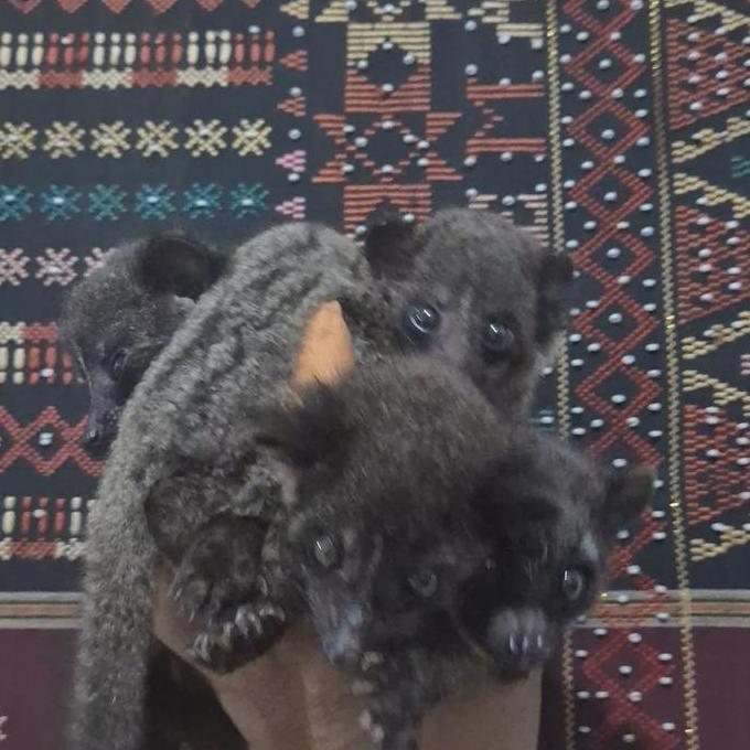 Expert- Musang Akar Borneo Hasil Breed