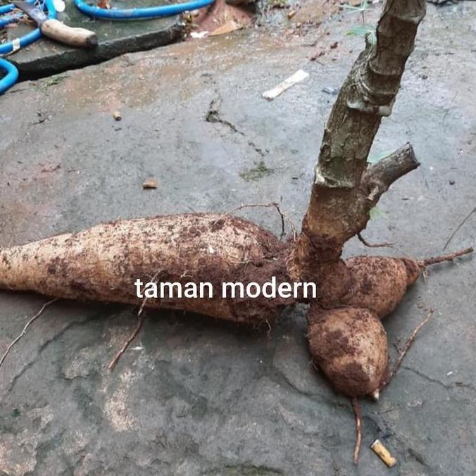 Plnt- Singkong Racun Ukuran 1 Kg-Buah Singkong Racun,Singkong Genderuwo,