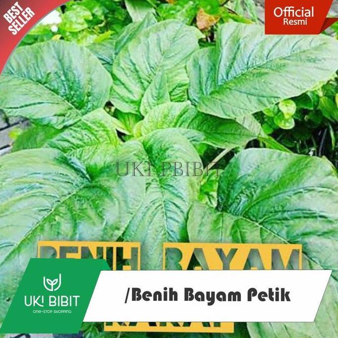 Plnt- ( 10 Gram ) Benih Biji Bayam Petik | Bayam Kakap | Bayam Daun Lebar