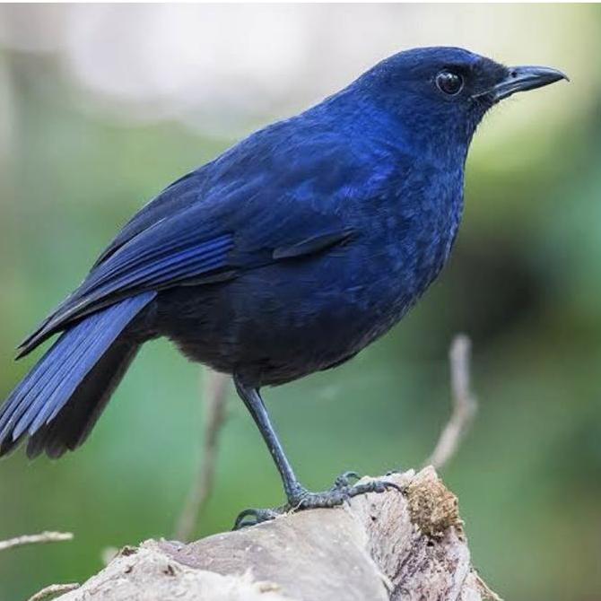 Burung ciung batu pilihan mulus
