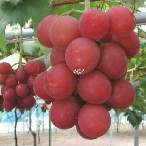 bibit pohon buah anggur super red tanpa biji JAMIN HALAL