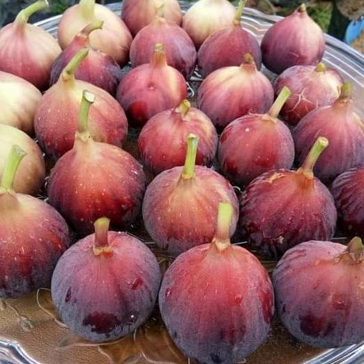 Tanaman buah Ara buah surga Bibit pohon buah tin merah jumbo JAMIN HALAL
