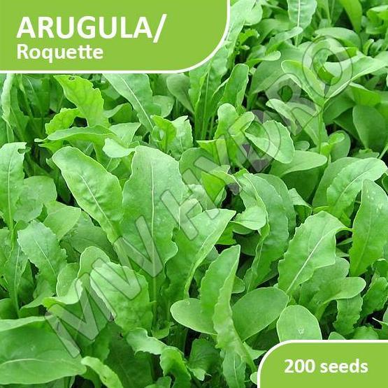 200 SEED - BENIH ARUGULA / ROQUETTE / ROCKET