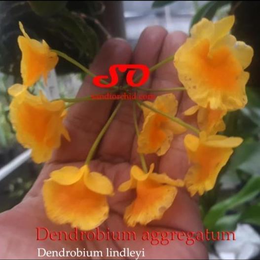 Dendrobium Agregatum