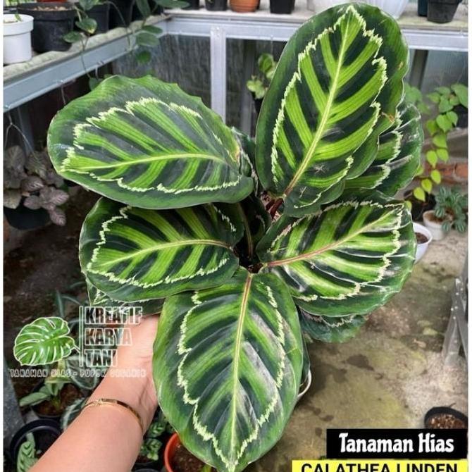Tanaman Hias Calathea Linden - Calathea Linden