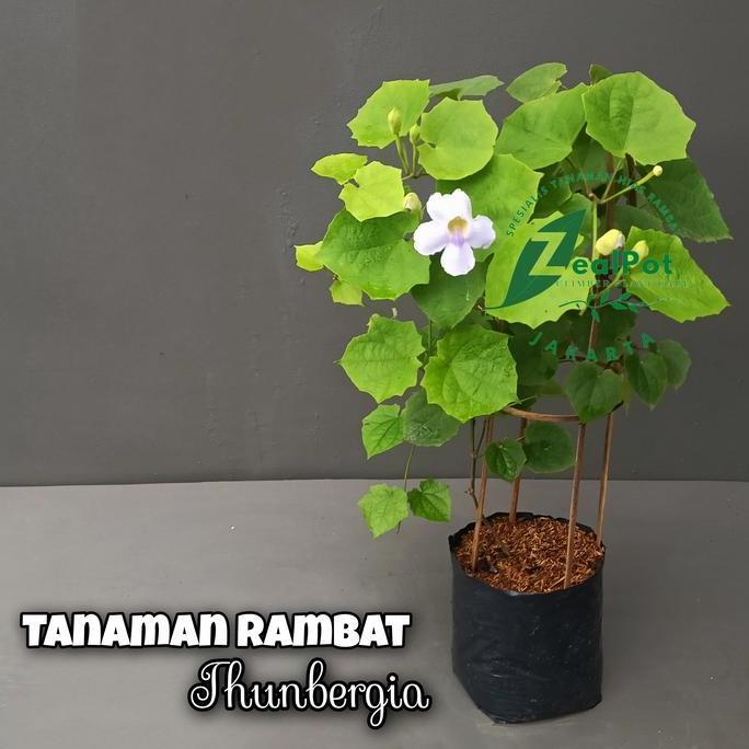 Tanaman Hias Rambat Thunbergia Putih - Bibit Tanaman Thunbergia Putih