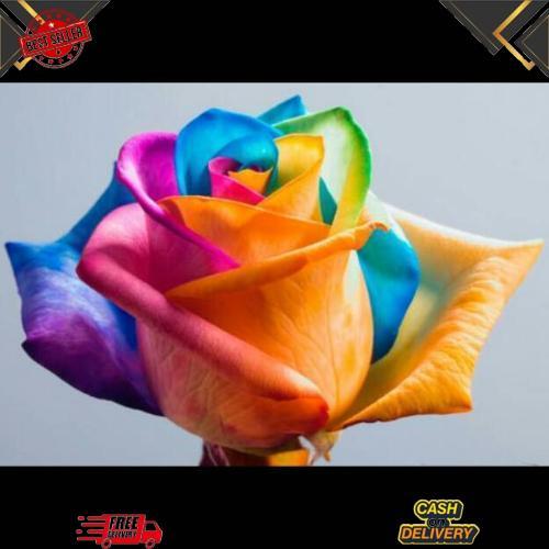 BENIH BIJI MAWAR RAINBOW ROSE COLORFULL BUNGA PELANGI SEED UNIK