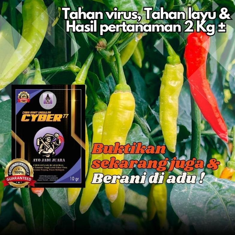 Benih Cabai Rawit CYBER 77 10gr ( JUARA NYA TYPE CABAI TAHAN VIRUS ) Cyber77