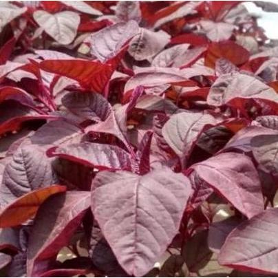 Gaerdenpic- Benih Bayam Merah 1 Kg Urban Farming Premium Unggul Nutrisi Tinggi Bisa Cabut & Potong