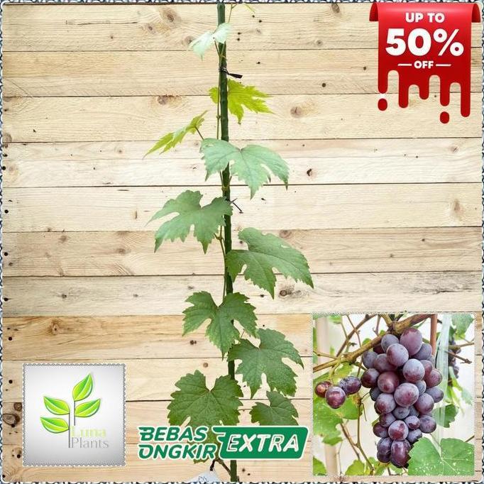 paket 6 bibit anggur import - bibit anggur unggul - bibit buah anggur