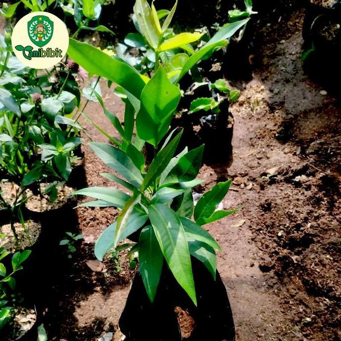 Bibit pohon jambu air citra merah cangkok cepat berbuah/ tabulampot