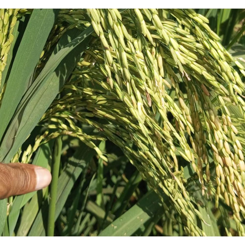 Bisa Cod Benih Padi Unggul Cl 220 Bibit Padi Cl 220 Original 5Kg >>