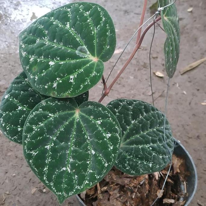 tanaman sirih wulung / tanaman herbal sirih wulung