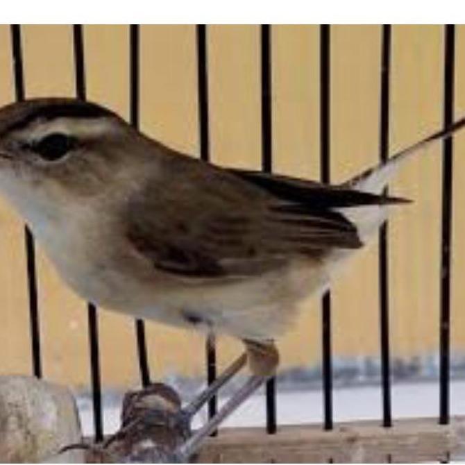 PROMO! Burung kerak basi alis hitam pilihan jnt