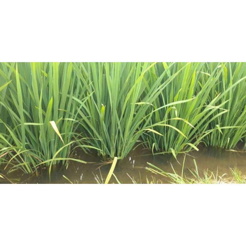 Bisa Cod Benih Padi Tri Sultan 05 Original Kemasan 1Kg >>