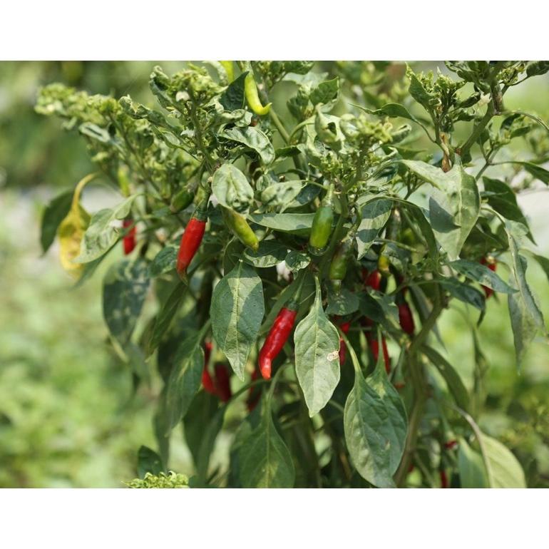 Bisa Cod Pupuk Organik Cabai Anti Virus Keriting Obat Daun Menguning Cabe Atasi Daun Kuning Dan Keri