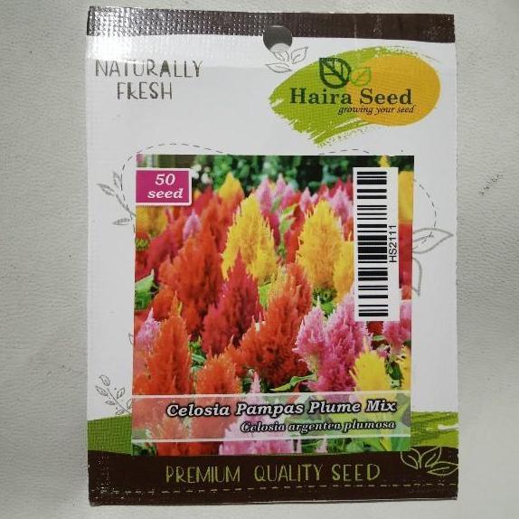&<&<&<&] Benih Bibit Biji Bunga Celosia Pampas Plume Tanaman Hias Warna Warni
