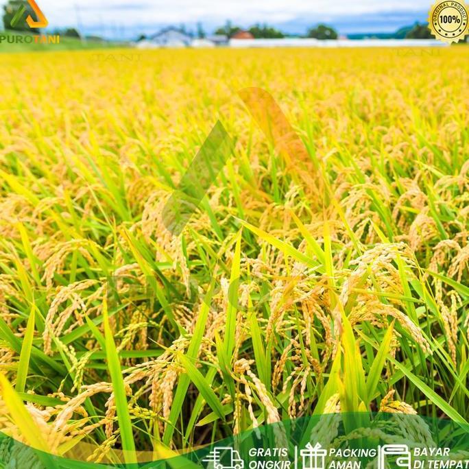 Selang Irigasi 2 Inchi Selang Drip 20 Mikron X 10 Cm X 50 M Selang Pipa 2 Dim 50 Meter