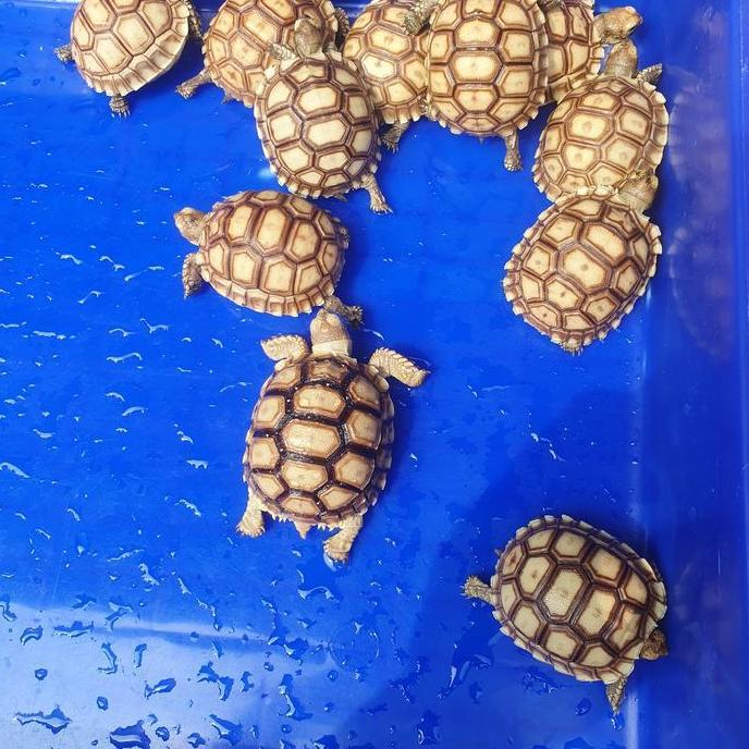 Sulcata 6-7cm berkualitas