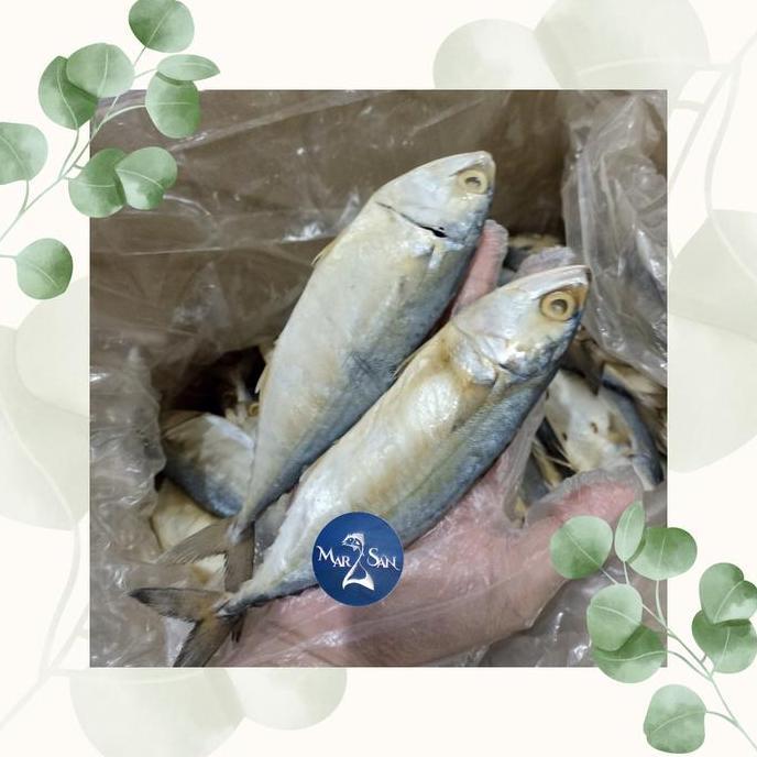 ikan asin peda putih 500 g  / banjar  jumbo kualitas premium  Food Seafood Frozen Laut Merah Fish Ma