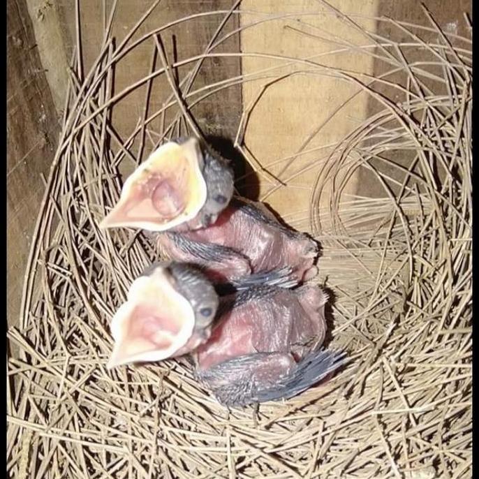 Tqs Voer R&D Lolohan Rnd Voer Lolohan Murai Batu Supaya Cepat Pecah Suara