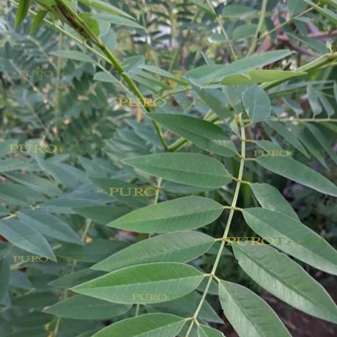 Benih Indigofera 1Kg Benih Bibit Pakan Ternak Kambing Indigofera