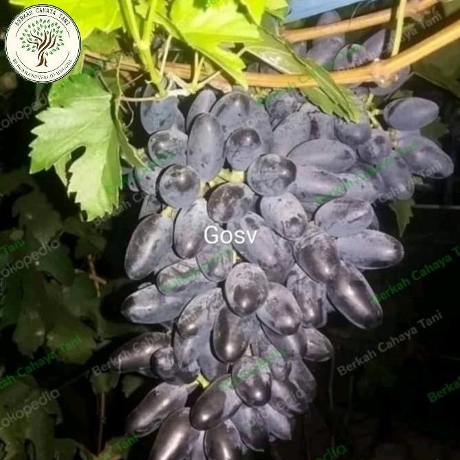pohon anggur hitam gosv impor-bibit tanaman buah anggur impor gosv