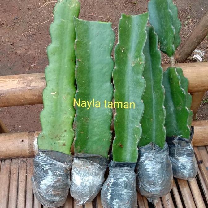 Bibit Pohon Buah Naga-Pohon Buah Naga