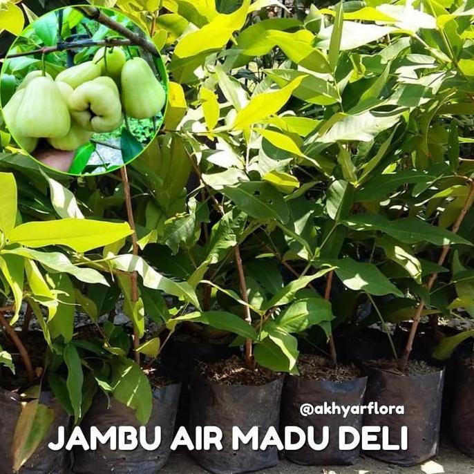 Bibit Buah Jambu Air Madu Deli Tanaman Buah Jambu Air Madu Delhi
