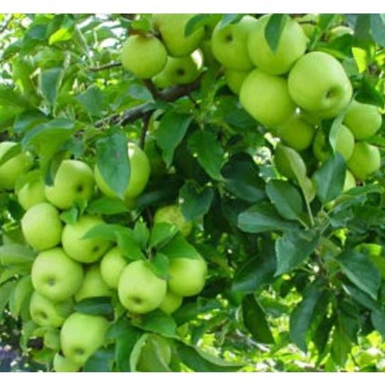 bibit tanaman buah apel cangkok cutting