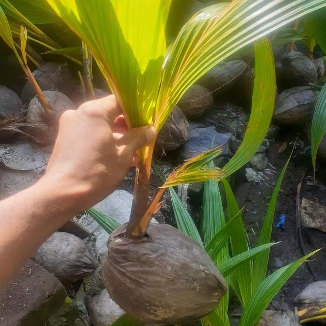 BIBIT KELAPA GADING KUNING /BIBIT BUAH KELAPA GADING KUNING ASLI