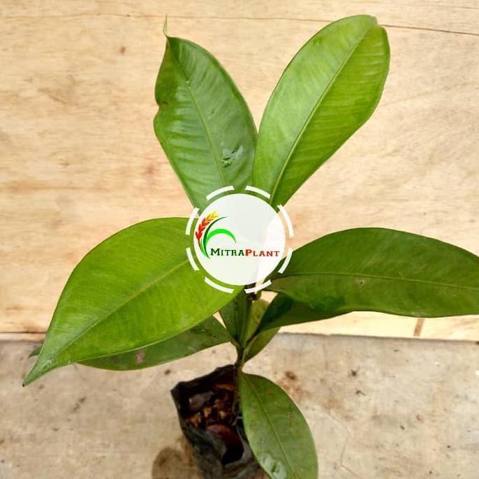 Bibit Pohon Manggis - Buah Manggis Tanaman Manggis Si Ratu Buah