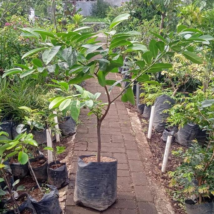 bibit tanaman buah unggul Black Sapote BERBUAH tinggi 1 meter