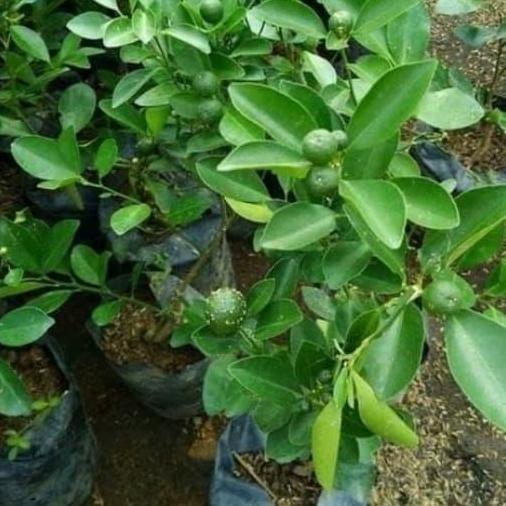 jual bibit jeruk sonkit/jeruk kunci/tanaman buah