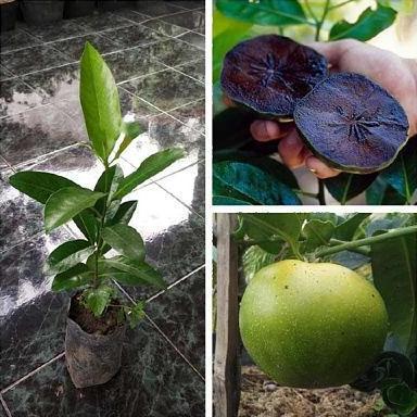 Bibit Buah Black Sapote