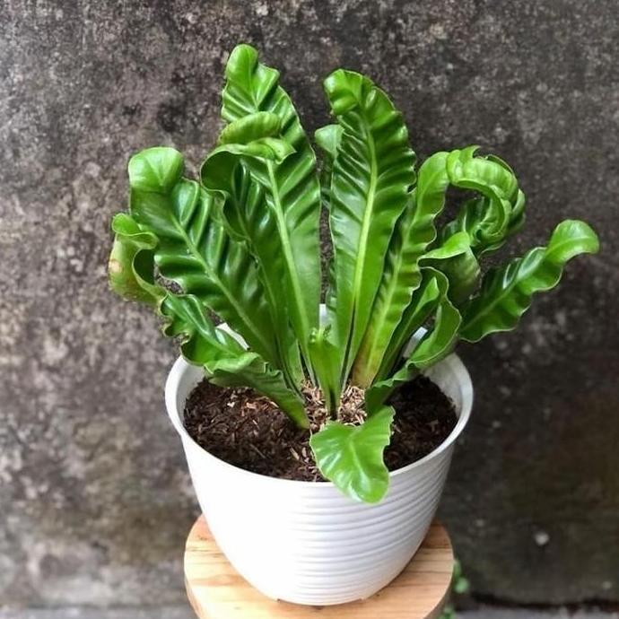 tanaman hias kadaka lasagna cobra / Anthurium kadaka lasagna cobra tumbuhan poison