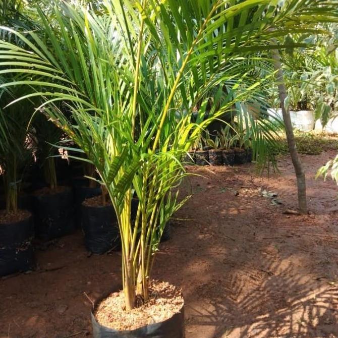 Pohon Palem Kuning 1 Meter