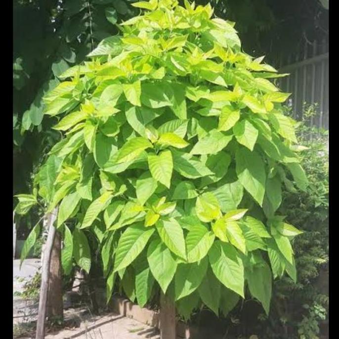 tanaman hias bibit pohon pisonia Alba/kol banda