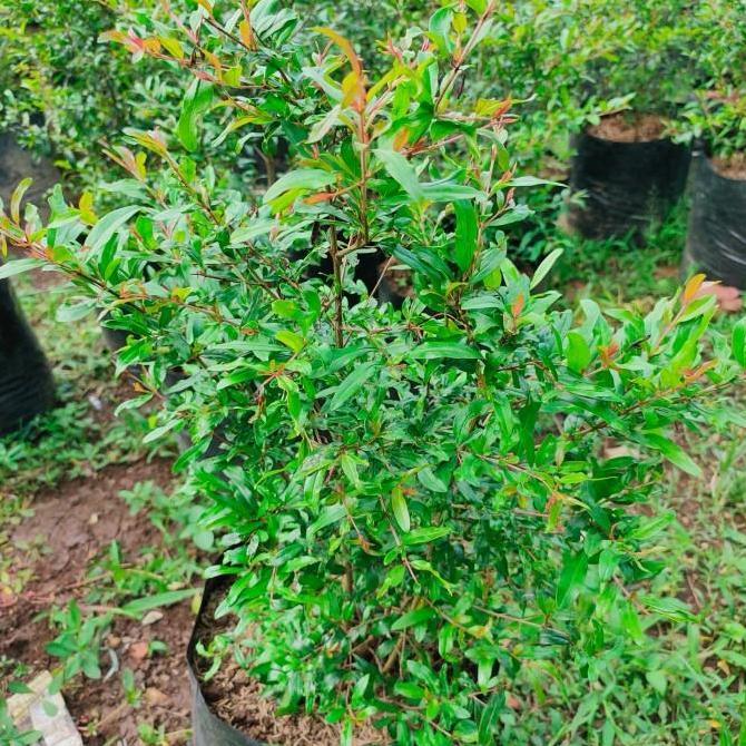 bibit pohon buah delima merah jumbo super fres