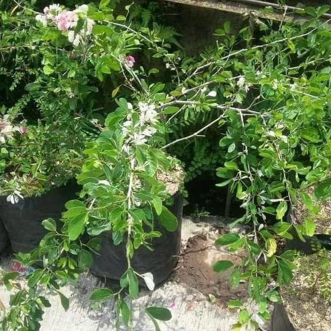 Asli Bibit Tanaman Buah Asam Belanda At Asam Keranji Kranji Asam