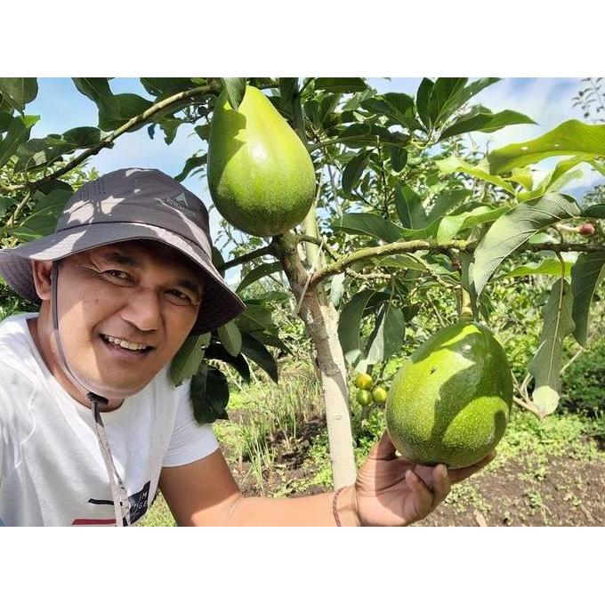 TABULAMPOT INDONESIA bibit buah alpukat booth 7