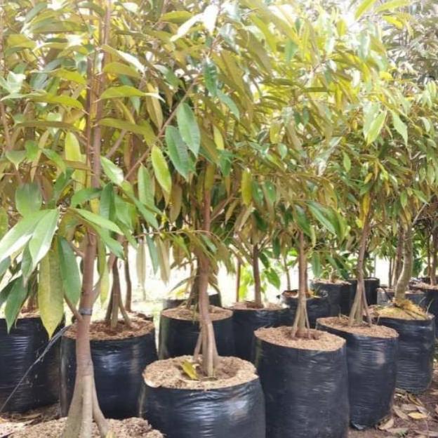 BIBIT BUAH DURIAN MERAH KAKI 3 PREMIUM TINGGI 1 METER - BIBIT SUPER