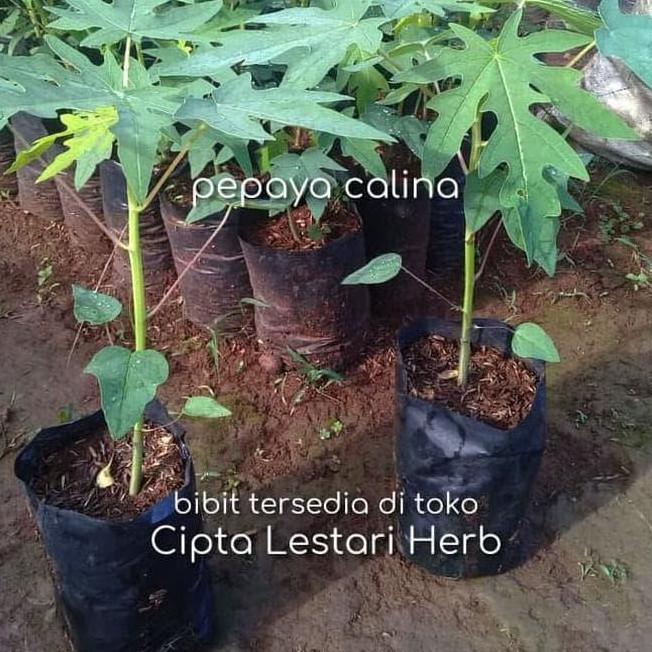 Asli Bibit Pohon Pepaya California 20-30 Cm - Tanaman Buah Calina Ipb