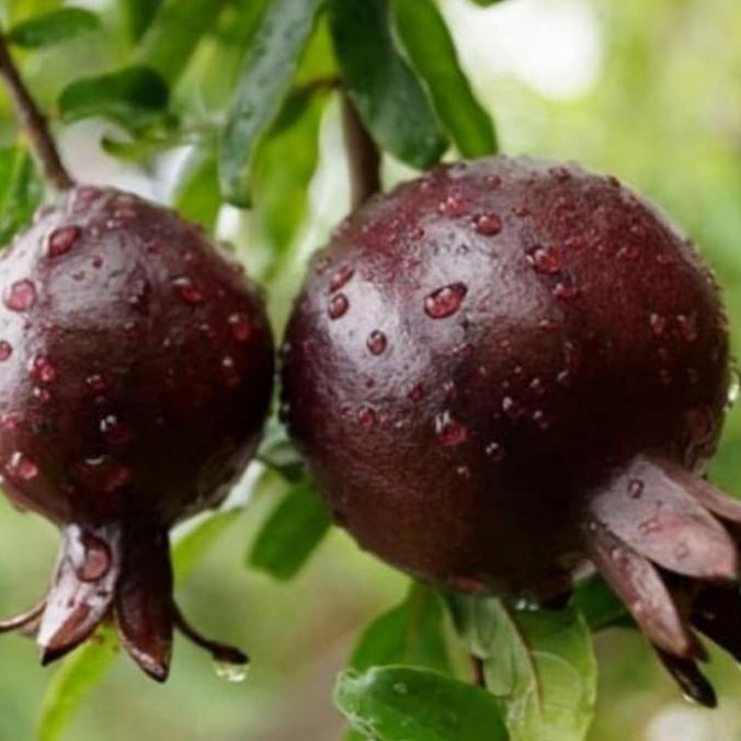 Pohon Delima Hitam Bibit Tanaman Pohon Buah Delima Hitam