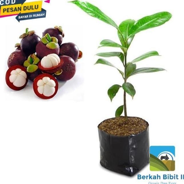 POHON bibit tanaman buah manggis bonus 1 pucuk merah SUPER