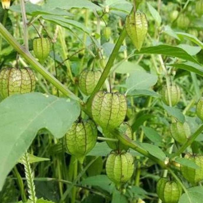 Bibit Buah Ciplukan Jumbo import Bibit Ciplukan