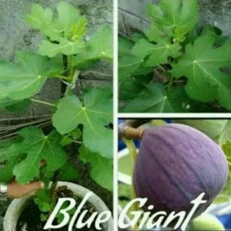 Bibit Tanaman Buah Tin Blue Giant Super Cepat Berbuah - Buah Tin Super